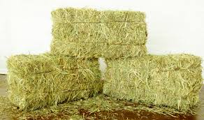 picture of horse hay