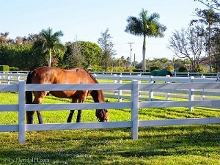 horse grazing int pature