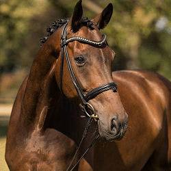 dressage horse and rider