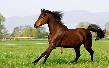 horse running in pasture