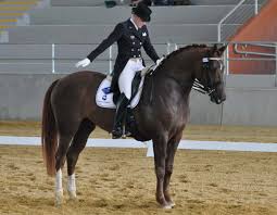 Dressage rider saluting judges
