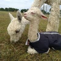 baby alpaca resting 