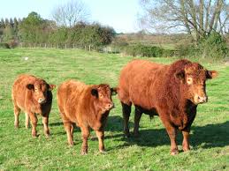 Florida cow and two calves