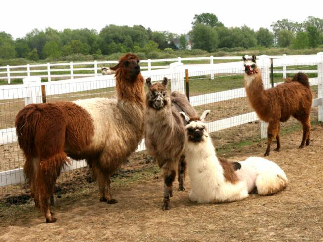 llamas in a pen