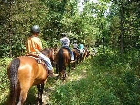 group of horse riders on the trail