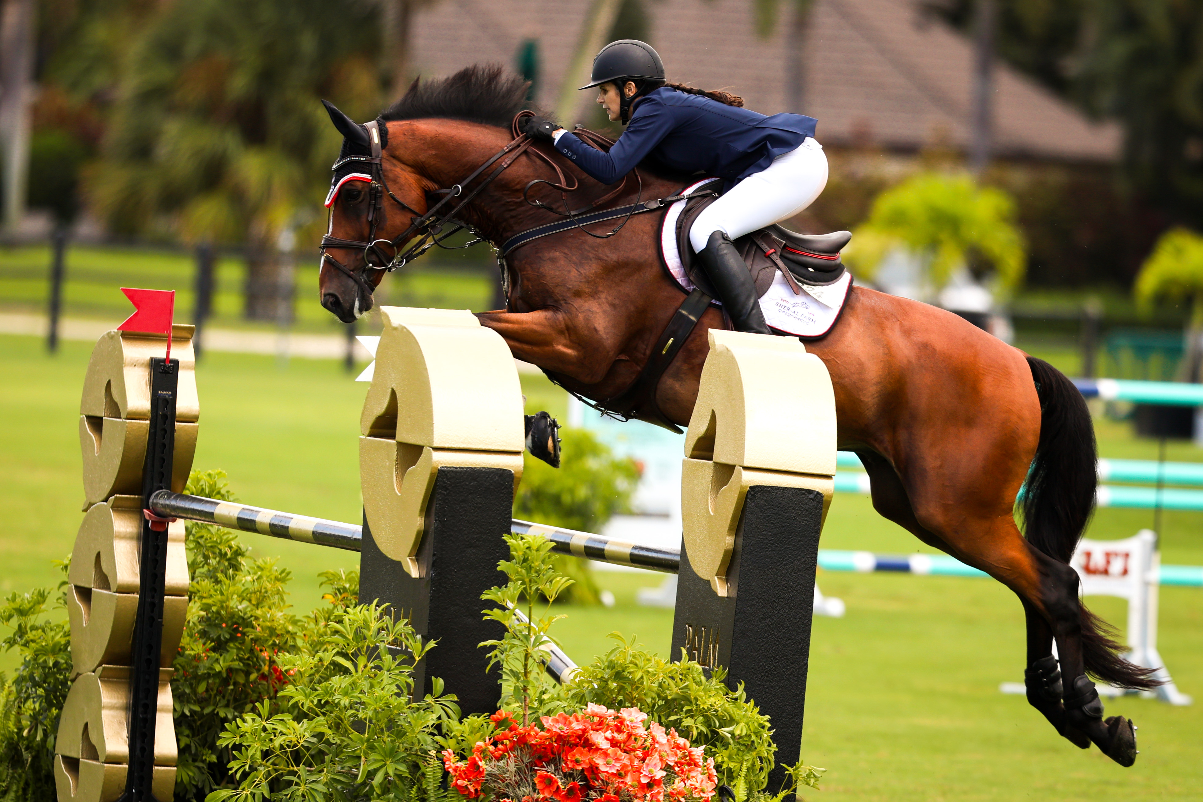 horse and riding jumping show fence