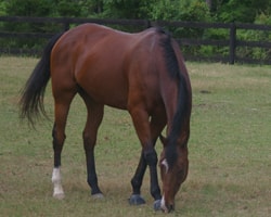 horse grazing near veterinarians office
