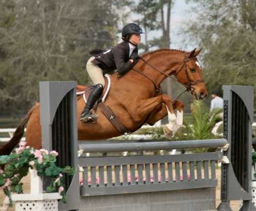 horse and rider jumping fence